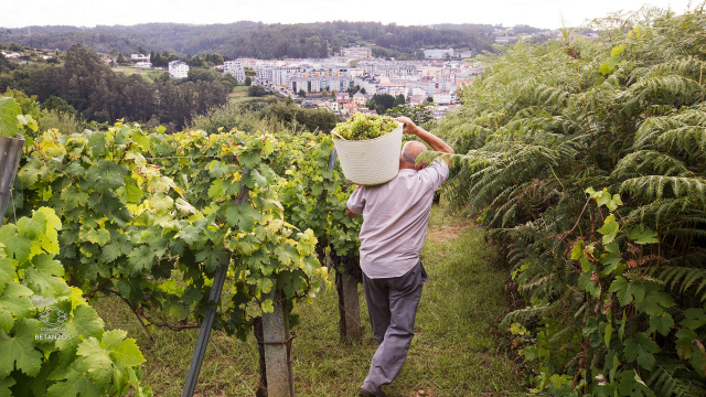 Betanzos Wine