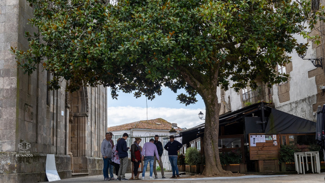 Lanzós Magnolia Tree